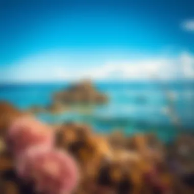 Magnificent Exploring the Great Barrier Reef: A Comprehensive Overview