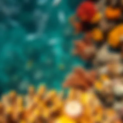 Aerial view of a vibrant coral reef