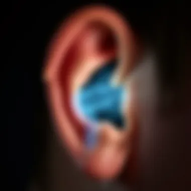 Illustration of Ear Anatomy Highlighting Ear Canal Illustration of ear anatomy highlighting ear canal