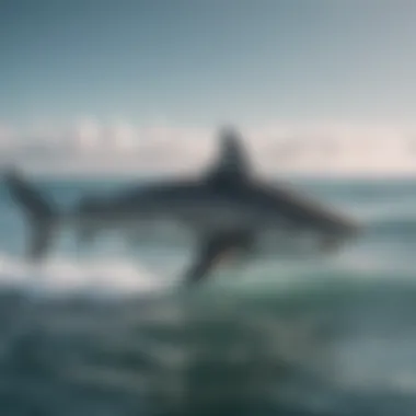 Ethical Considerations in Shark Tracking An infographic illustrating the ethical considerations of shark tracking.