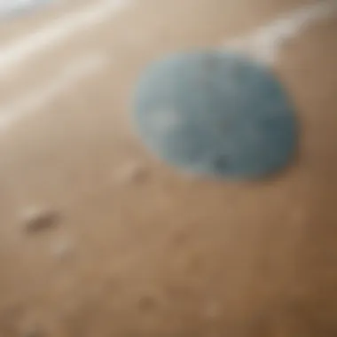 A close-up of a soft skimboard showcasing its unique texture and design.