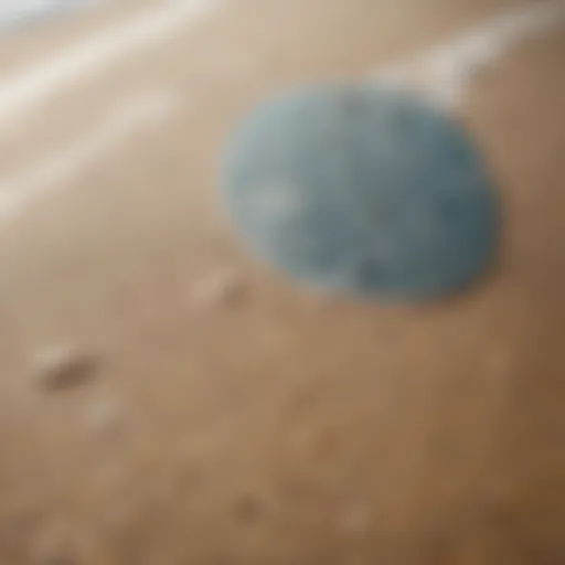 A close-up of a soft skimboard showcasing its unique texture and design.