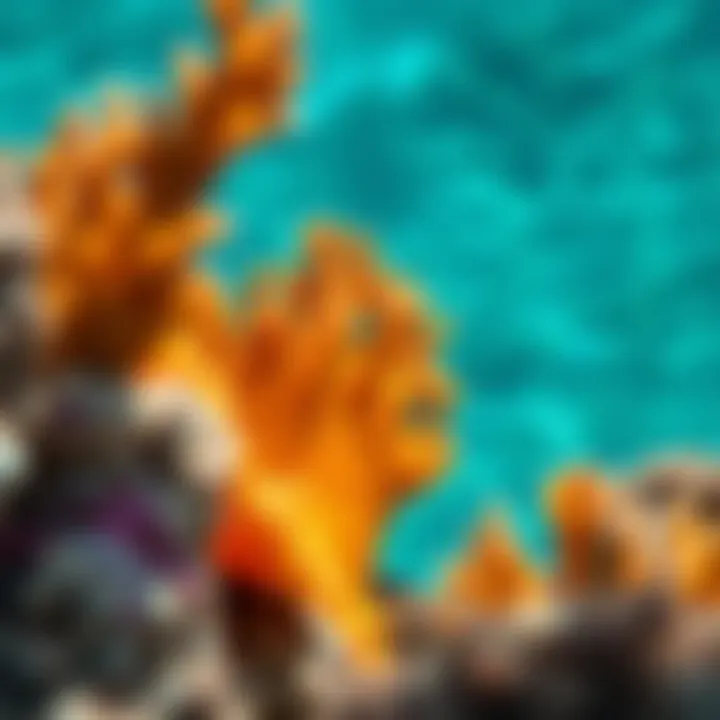 Exploring the Great Barrier Reef: A Comprehensive Overview Summary