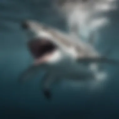 Great white shark gliding through clear waters