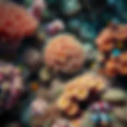 A vibrant coral reef showcasing diverse marine life.