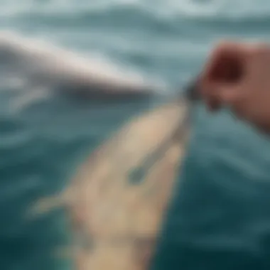 Detailed Shark Tracking Map A detailed shark tracking map showcasing various shark species.