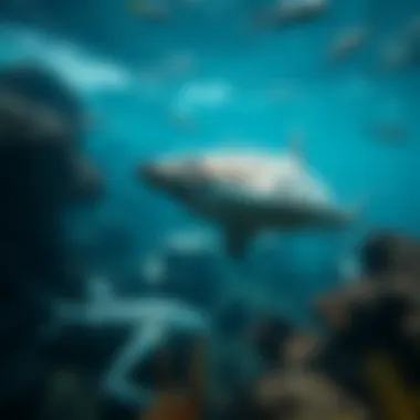 Vibrant Marine Biodiversity Iconic marine ecosystem showcasing biodiversity.