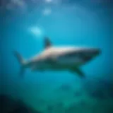 A shark swimming gracefully in its natural habitat.