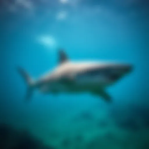 A shark swimming gracefully in its natural habitat.