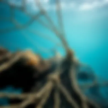 Impact of Ghost Nets on Coral Reef Ecosystems Ghost nets entangled in coral reefs